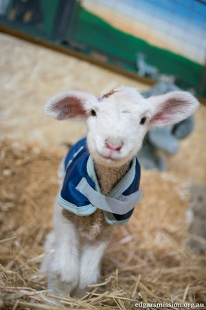 A rescue lamb’s experience of the COVID pandemic.