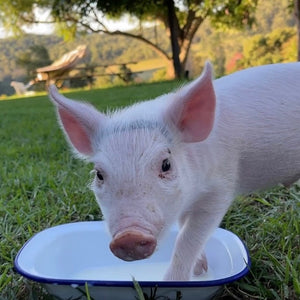 $20 Support for Where Pigs Fly Sanctuary