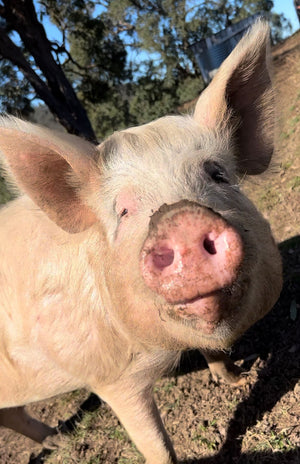 $20 Support for Where Pigs Fly Sanctuary