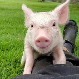$100 Support for Where Pigs Fly Sanctuary